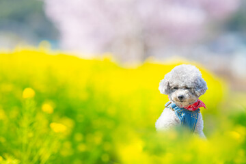 
A toy poodle girl wrapped in happy colors