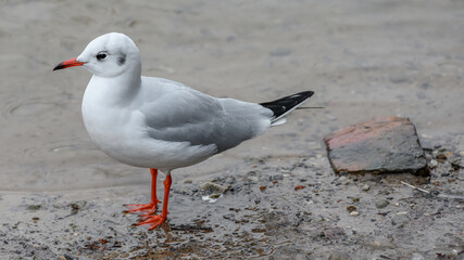 Seagull closeup
