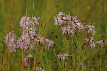 Pracht-Nelke (Dianthus superbus)