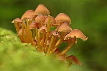 Gelbstielige Nitrat-Helmlinge (Mycena renati)