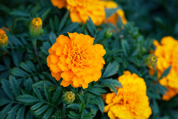 African marigold orange flowers blooming in the garden, stock photo
