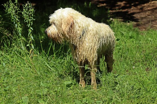 Nasser Goldendoodle nach dem Bad im Teich