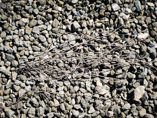 Gravel and twigs.
