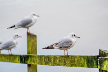 Seagull on post