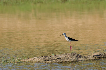 Black-winged Stilt (Himantopus himantopus). Bird in its natural environment.