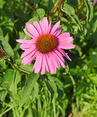 Obraz premium Echinacea purpurea (eastern purple coneflower, purple coneflower, hedgehog coneflower, or echinacea)
