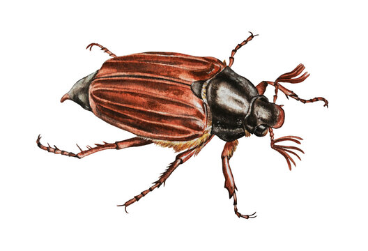 Maybug on white background. Watercolor illustration. Hand drawn. Closeup. Template. 