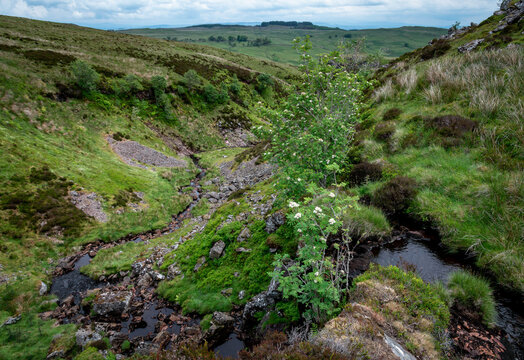 Stream Over A Waterfall, Mistylaw Muir, Clyde Muirshiel Regional Park, Renfrewshire, Scotland, UK