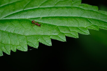 Red ant on green stinging needle