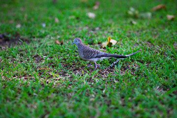 Pigeons are tricky. On the green lawn, in the park