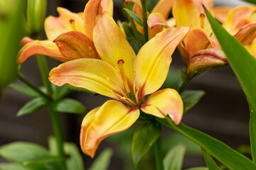 orange asiatic lilies flowers in summer garden