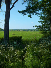 Trees, wildflowers and bushes form a shady window looking out over sunlit green fields, woodland and hills under a powder blue sky.