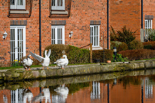 Goose spreading its wings