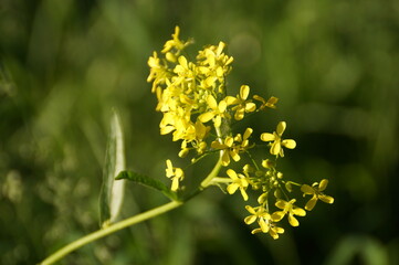 Obraz premium close up of yellow flower