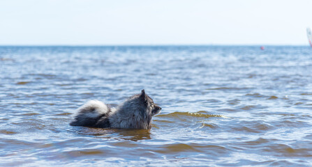 Fototapeta premium Keeshond stands chest-deep in the sea and looks into the distance