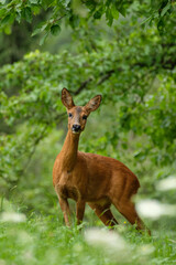 Female roe deer in vertical format