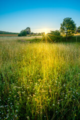 Sunrise in summer over green meadow