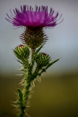 thistle flower in bloom