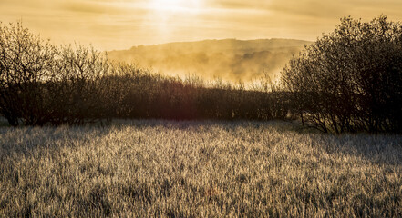 Reed and mist, Sunrise, Lochwinnoch, Renfrewshire, Scotland, UK