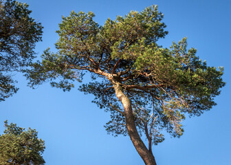 Side lit tree,Howwood, Renfrewshire, Scotland, UK