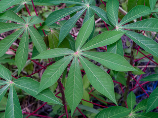 Close up the Cassava, Yuca, Mandioa, Manioc, Tapioca leaves.