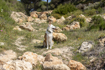 a lovely sable and white border collie on a rocky spot. Dogs energy concept.