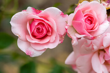 rose of Thabor park in Rennes