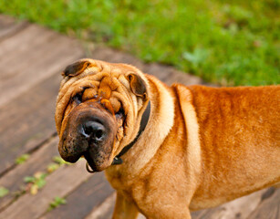 Chinese Shar pei dog portrait in garden