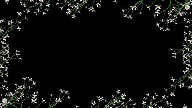A frame of small white flowers like daisies waving in a gentle breeze on an alpha channel background.