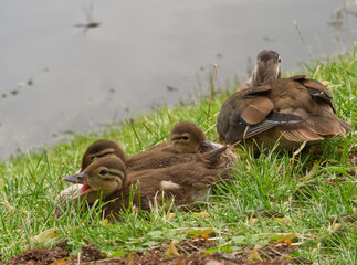 ducklings