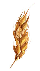 Ear of wheat watercolor illustration. Template for decorating designs and illustrations.
