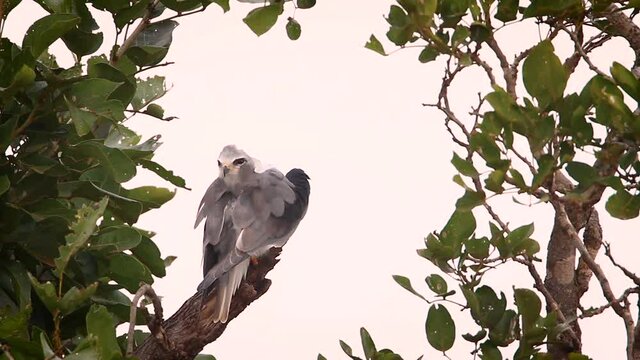 Black shouldered Kite preening isolated in white sky in Kruger National park, South Africa ; Specie Elanus caeruleus family of Accipitridae