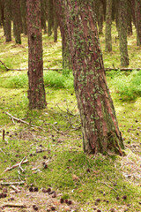 Naklejka premium Pine forest on a summer day