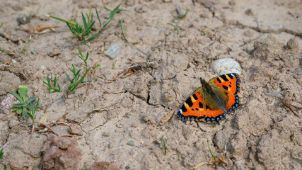 Fototapeta na wymiar Small tortoiseshell butterfly on the ground