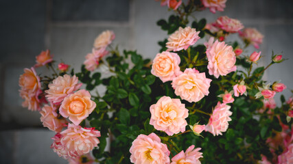 Peach patio rose