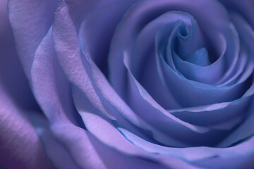Macro shot of a beautiful rose named "Dame de Coeur", focussed on the flower core and in soft focus. Colours enhanced to violet blue. Could be used as a backdrop.  