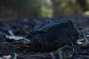 A stone in the forest in summer