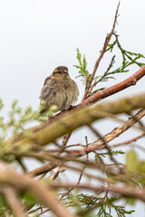 House Sparrow in close-up, photographed in Brittany