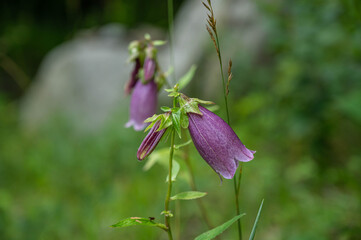 高原のホタルブクロの花　自生