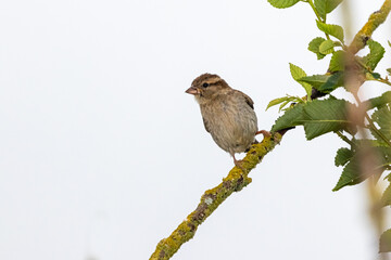 House Sparrow in close-up, photographed in Brittany