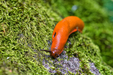 Nacktschnecke im Garten/Wald