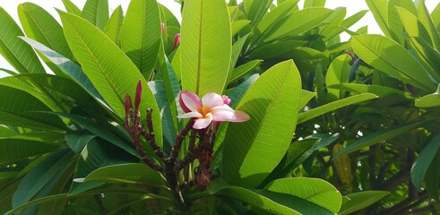 Obraz premium Red frangipani with pink flower and fresh green leaves in a sunny morning in Delhi in India