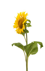 Fototapeta premium sunflower flower isolated