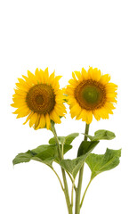 Obraz premium sunflower flower isolated