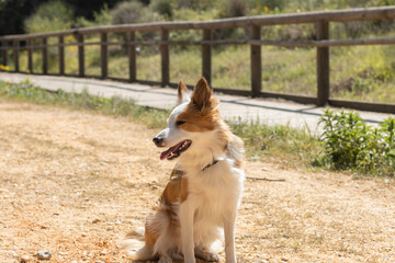 Fototapeta premium A white brown border collie lying on the sand. Dog beauty concept.