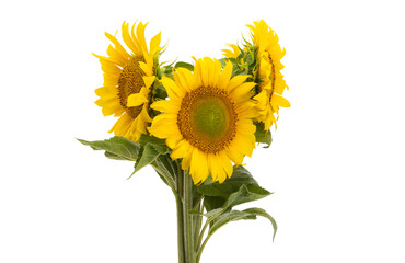 sunflower flower isolated