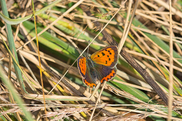 Schmetterling auf Waldboden
