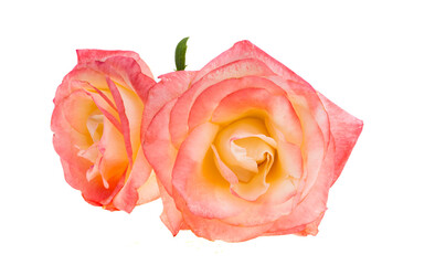pink yellow rose isolated