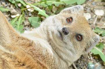 portrait of a mongoose in close-up