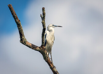 Little Blue Heron roosting in a dead tree along the Shadow Creek Ranch Nature Park in Pearland, Texas!
